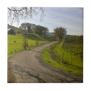 Carreau En Céramique Beau vignoble en Napa Valley California
