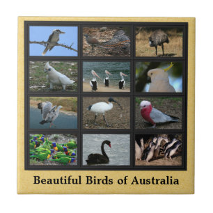 Carreau En Céramique Beautiful Birds of Australia Collage