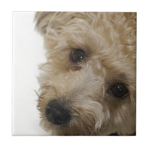 Carreau En Céramique Beaux yeux d'un chiot de Yorkie Poo