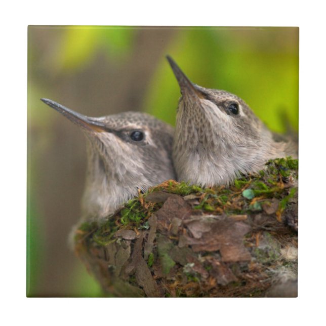Carreau En Céramique Bébé hummingbirds (Devant)