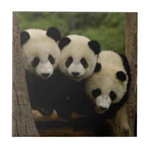 Carreau En Céramique Bébés pandas géants Ailuropoda melanoleuca)