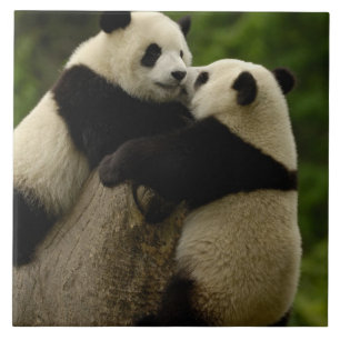 Carreau En Céramique Bébés pandas géants (Ailuropoda melanoleuca)