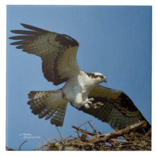 Carreau En Céramique Bécasseau d'Osprey à l'atterrissage