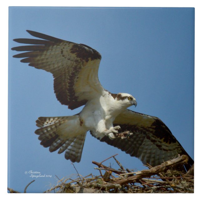 Carreau En Céramique Bécasseau d'Osprey à l'atterrissage (Devant)