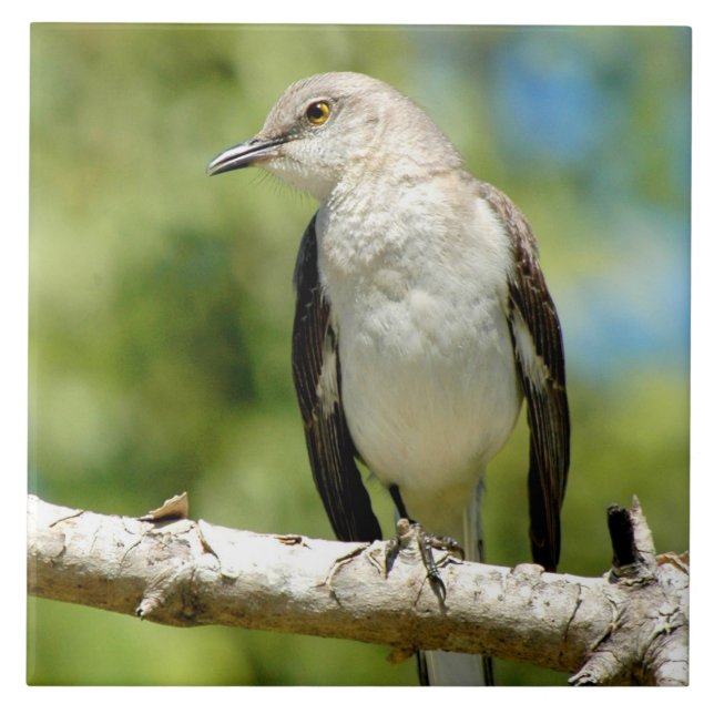 Carreau En Céramique Belle Carrelage de Mockingbird (Devant)