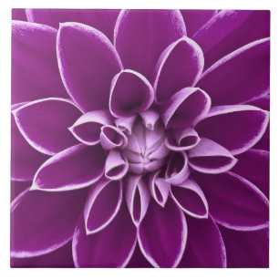 Carreau En Céramique Belle fleur pourpre de dahlia