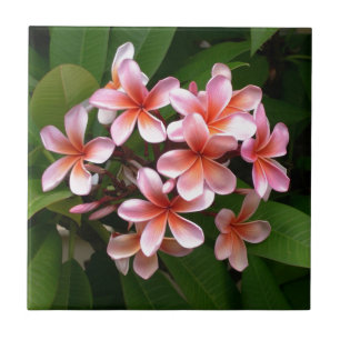 Carreau En Céramique Belle fleur rose de Plumeria