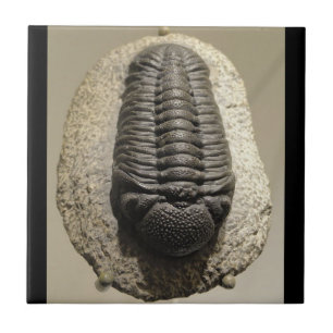 Carreau En Céramique Belle photo de fossile de trilobite de Phacops