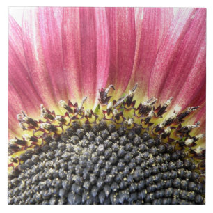 Carreau En Céramique Belle Tile De Tournesol Rose