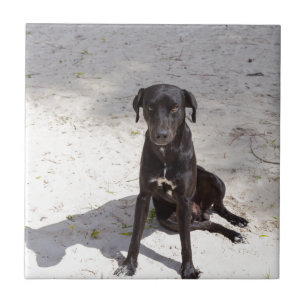 Carreau En Céramique Black dog avec evil eye