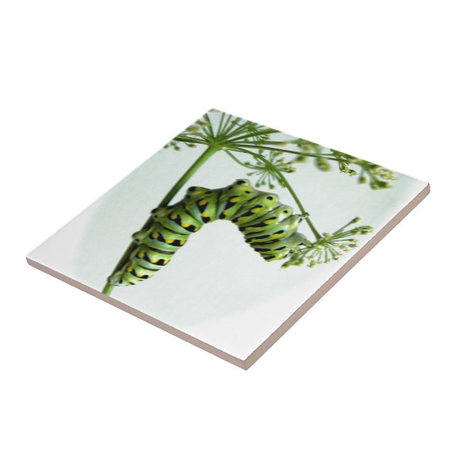 Carreau En Céramique Black Swallowtail Caterpillar mangeant du persil (Côté)