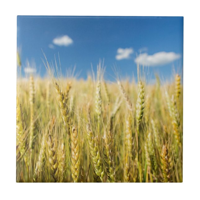 Carreau En Céramique Blé du Kansas (Devant)