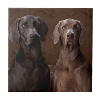 Carreau En Céramique Bleu et Teyla le Weimaraners
