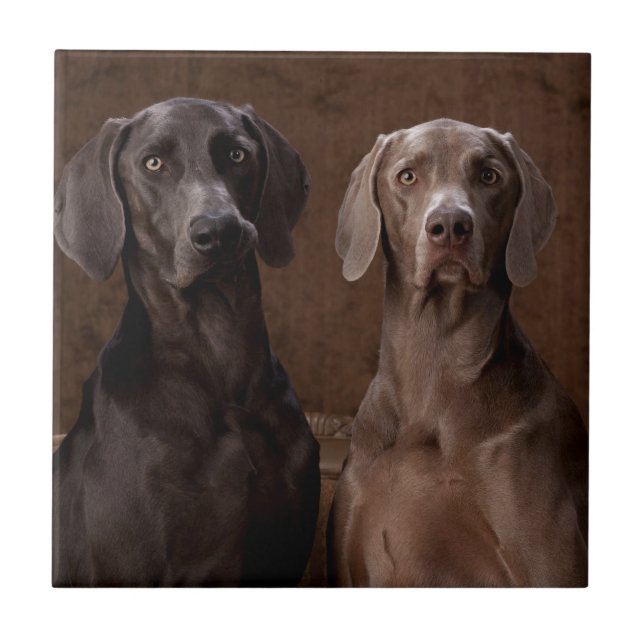 Carreau En Céramique Bleu et Teyla le Weimaraners (Devant)
