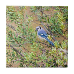 Carreau En Céramique Blue Jay sur Southern Wax Myrtle