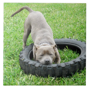Carreau En Céramique Blue Young Stafford Bull Terrier