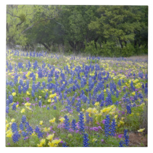 Carreau En Céramique Bluebonnets, primrose et phlox