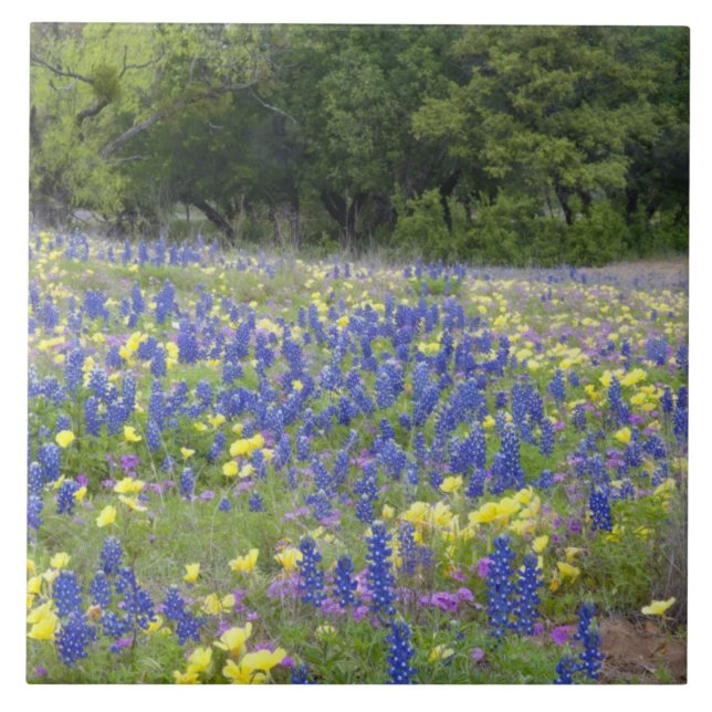 Carreau En Céramique Bluebonnets, primrose et phlox (Devant)