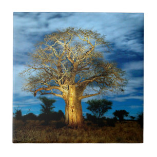 Carreau En Céramique Bobab (Adansonia) Arbre Éclairé Par La Lune