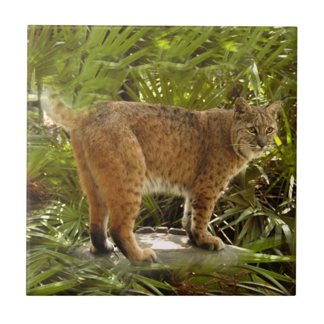 Carreau En Céramique BobcatBCR004 (Devant)