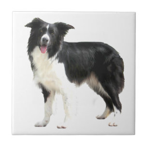 Carreau En Céramique Border Collie (debout)