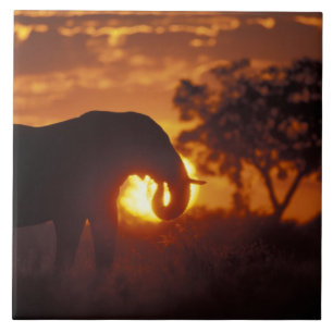 Carreau En Céramique Botswana, parc national de Chobe, éléphant mâle