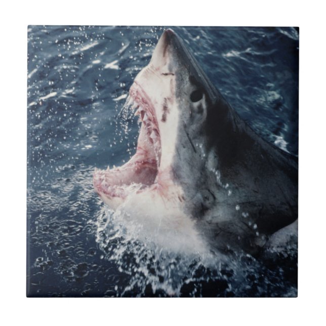 Carreau En Céramique Bouche de requin élevée ouverte (Devant)