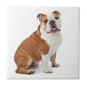 Carreau En Céramique Bouledogue britannique anglais