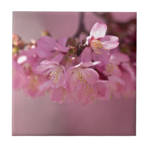 Carreau En Céramique Bouquet délicat de fleurs de cerisier Sakura rose