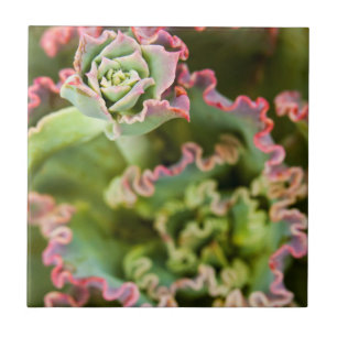 Carreau En Céramique Bourgeon émergent d'une plante Echeveria