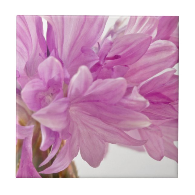 Carreau En Céramique Bouton de mise à jour (Devant)