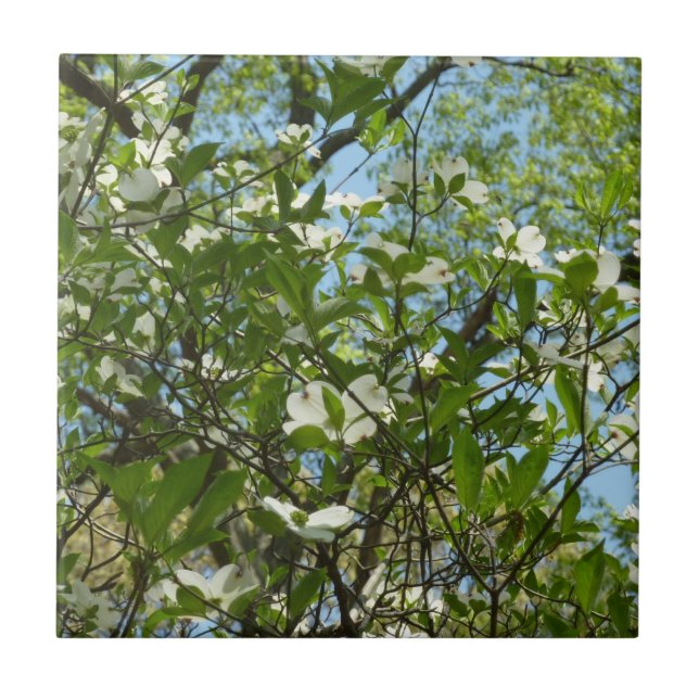 Carreau En Céramique Branche of Dogwood Blossoms Spring Trees (Devant)