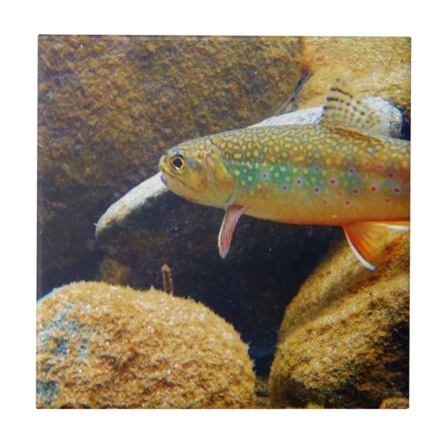 Carreau En Céramique Brook Trout (Devant)