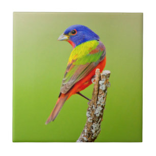 Carreau En Céramique Bruant à tête rouge (Passerina ciris) Mâle perché