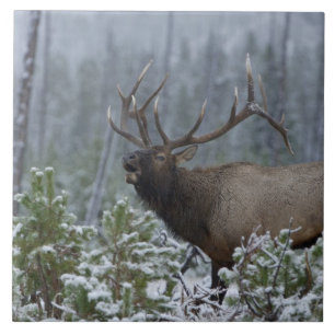 Carreau En Céramique Bull Elk dans l'appel de neige, bourdonnement, Yel