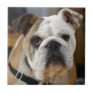 Carreau En Céramique Bulldog.png