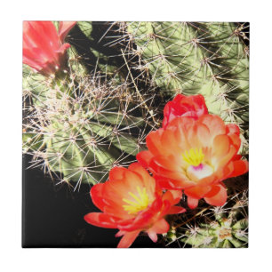 Carreau En Céramique Cactus de floraison la nuit