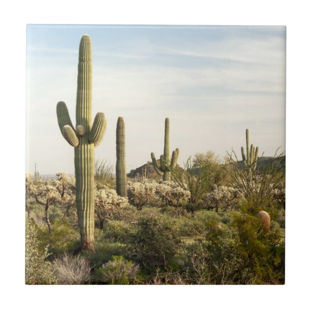 Carreau En Céramique Cactus de Saguaro, Arizona, Etats-Unis (Devant)