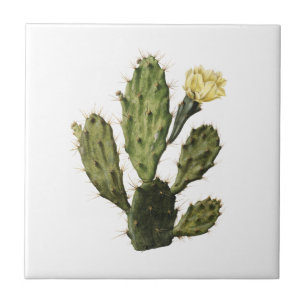 Carreau En Céramique Cactus Dessin Vintage Fleur Carrelage en céramique