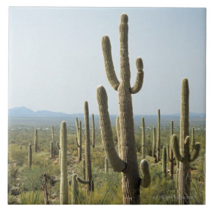 Carreau En Céramique Cactus en parc national de Saguaro, Arizona 2