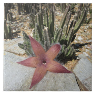 Carreau En Céramique Cactus géant d'étoiles de mer