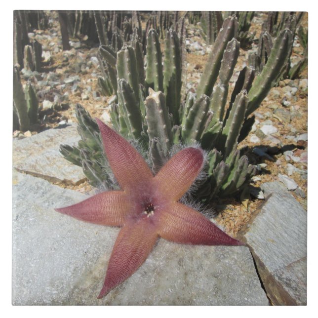 Carreau En Céramique Cactus géant d'étoiles de mer (Devant)