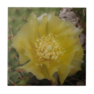 Carreau En Céramique Cactus jaune en fleurs
