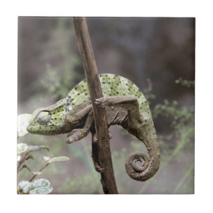 Carreau En Céramique Caméléon du Sénégal, senegalensis de Chamaeleo