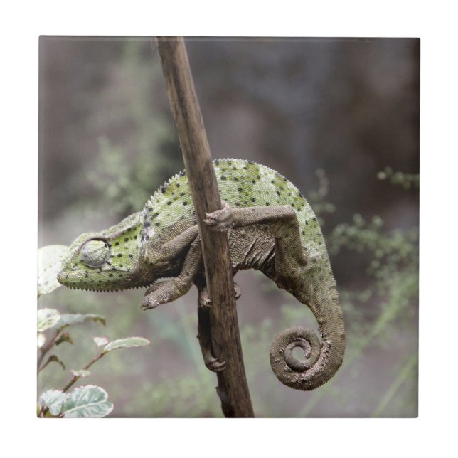 Carreau En Céramique Caméléon du Sénégal, senegalensis de Chamaeleo (Devant)
