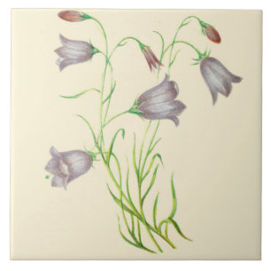 Carreau En Céramique Campanula en céramique de tuile de cuisine de