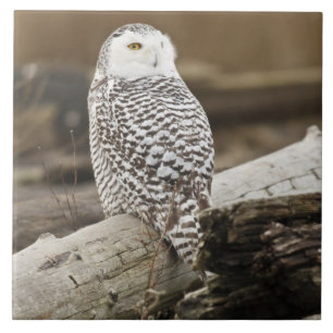 Carreau En Céramique Canada, Boundary Bay, Snowy Owl