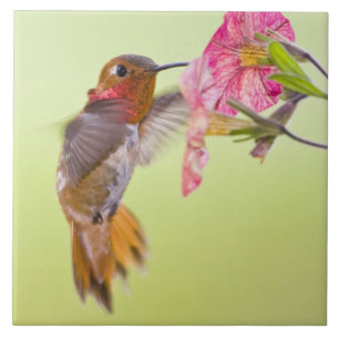 Carreau En Céramique Canada, Colombie-Britannique, Colibri roux
