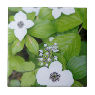 Carreau En Céramique Canada, Colombie-Britannique. Dogwood nain