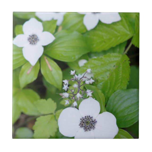 Carreau En Céramique Canada, Colombie-Britannique. Dogwood nain (Devant)